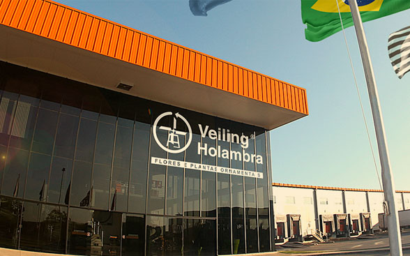 Veiling Holambra