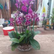 Fotos de A Orquidea