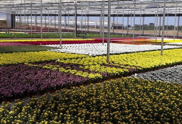 “Estufas Abertas” mostra bastidores das fazendas de flores e plantas de Holambra