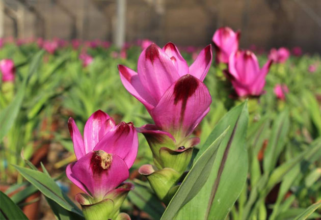 Feira de flores e plantas do Veiling Holambra